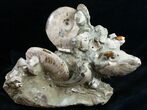 Beautiful Polished Ammonite Cluster - / Wide #12104-5